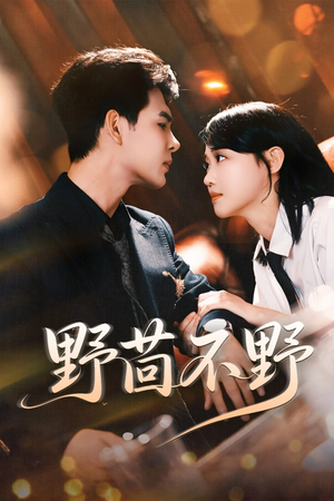 野茴不野（67集）精彩短剧天天看