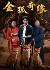 金狐奇缘（42集）热门短剧追不停