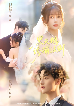 黑天鹅诱捕法册(80集) 黑天鹅诱捕法册(80集)全集免费观看