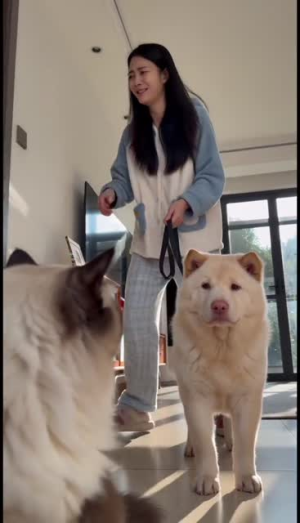 软毛江湖之猫狗一家(21集) 软毛江湖之猫狗一家(21集)简直不要太好看